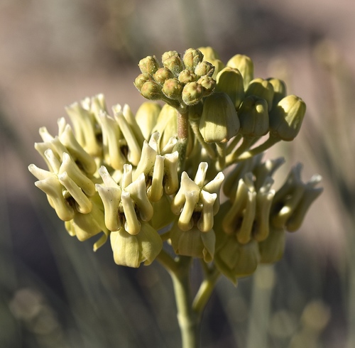 rush milkweed