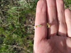 Holosteum umbellatum