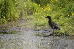 Nycticorax nycticorax obscurus