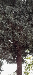 Podocarpus nakaii