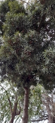 Podocarpus nakaii