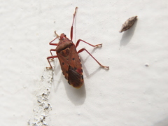 Urochela quadrinotata