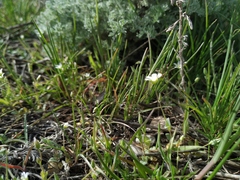 Holosteum umbellatum