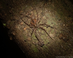 Tamopsis brachycauda