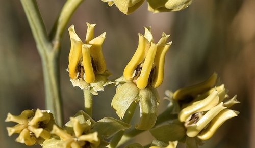 rush milkweed