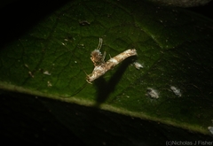 Cyphosticha panconita