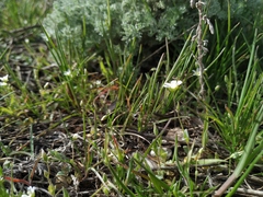 Holosteum umbellatum