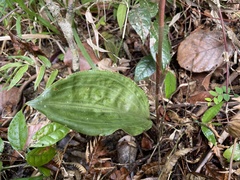 Prescottia stachyodes