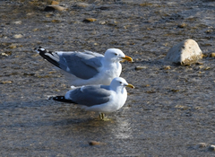 Larus californicus