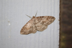 Melanolophia imitata