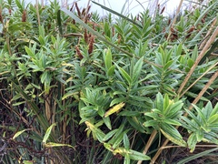Veronica × lewisii