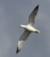 Larus delawarensis