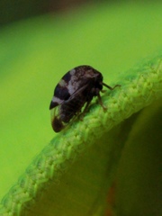Cyrtolobus tuberosus