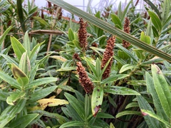 Veronica × lewisii