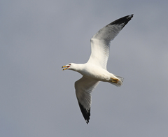 Larus delawarensis
