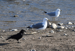Larus californicus