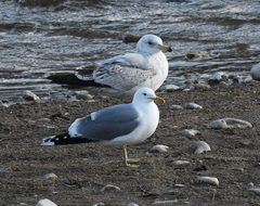 Larus californicus