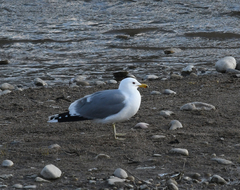 Larus californicus