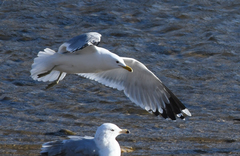 Larus californicus