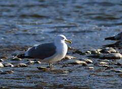 Larus californicus