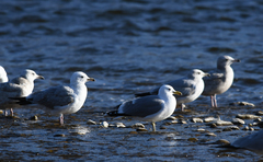 Larus californicus