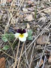 Viola hallii