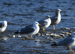 Larus californicus