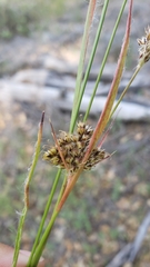 Luzula subsessilis