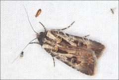Agrotis radians