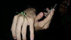 Stagmomantis domingensis
