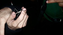 Stagmomantis domingensis