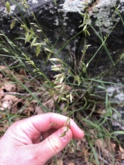 Melica mutica