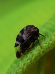 Cyrtolobus tuberosus