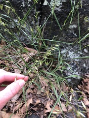 Melica mutica