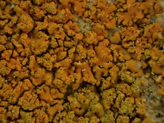 Polycauliona stellata