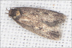 Barea codrella