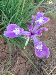 Iris tenax tenax