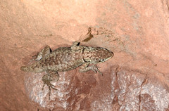 Tropidurus azurduyae