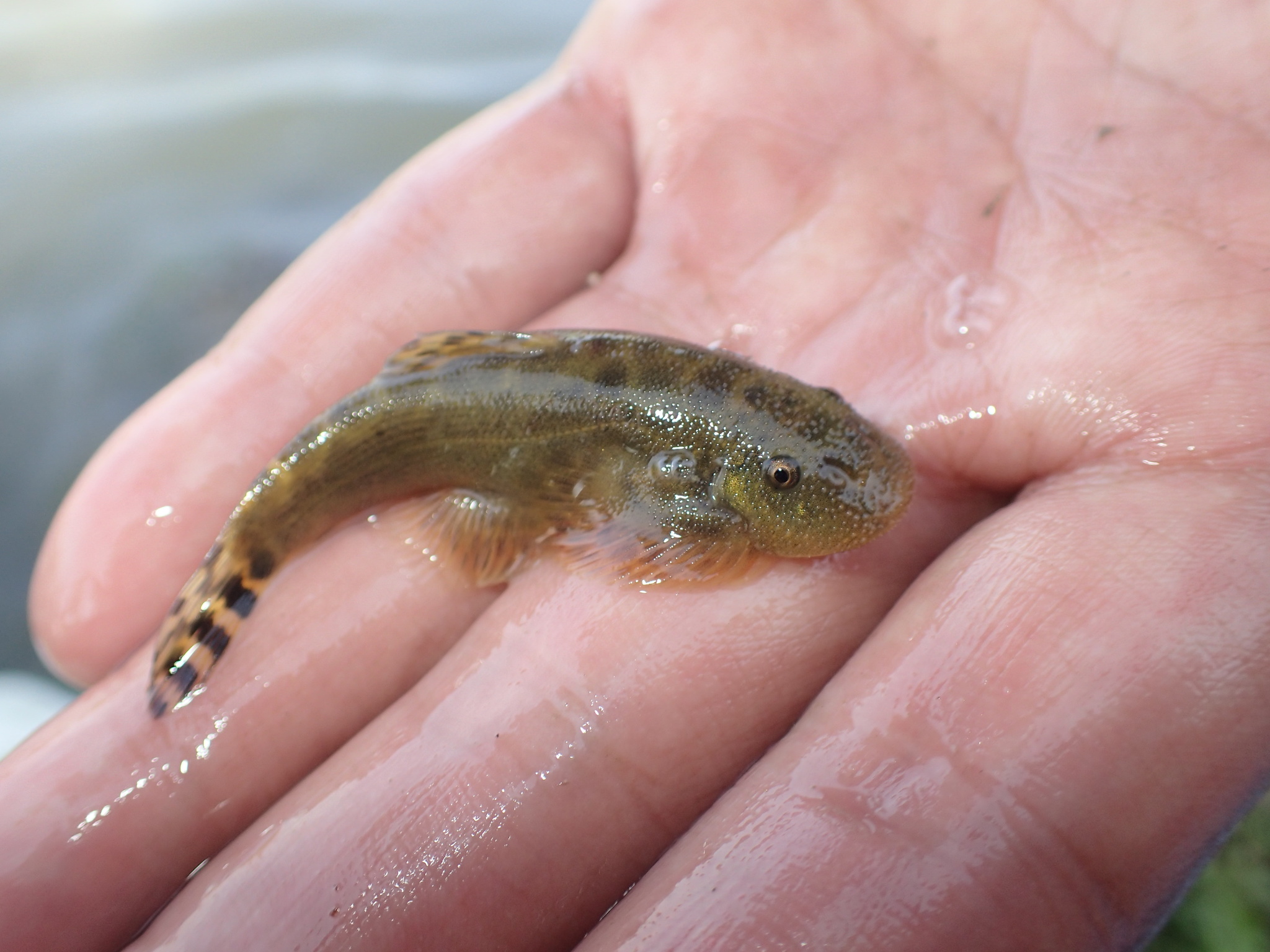 Sinogastromyzon fukiensis