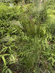 Andropogon bicornis