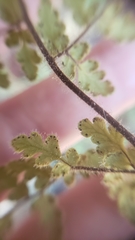 Myriopteris cooperae