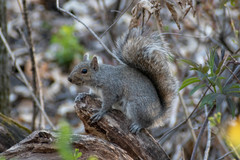 Sciurus carolinensis