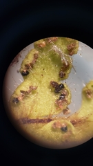 Myriopteris cooperae