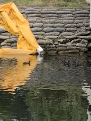 Gallinula galeata cachinnans