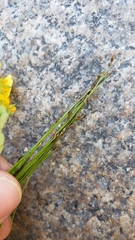 Eleocharis acicularis acicularis