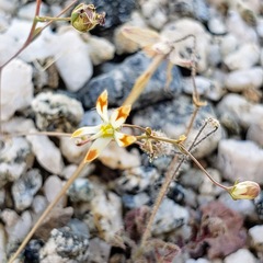 Nemacladus rubescens