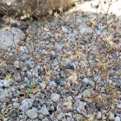 Nemacladus rubescens