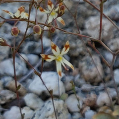 Nemacladus rubescens