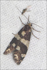 Lepidoscia tyrobathra