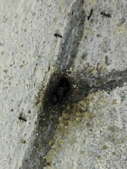 Tetragonula iridipennis